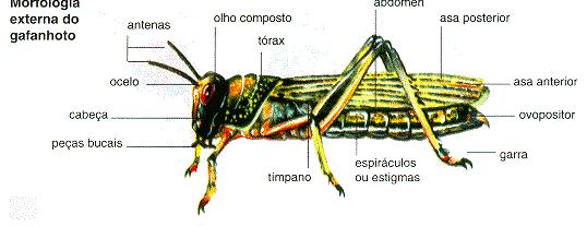 Divisão do corpo: