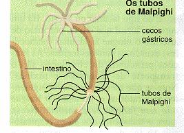 Tubos de Malpighi: retiram catabólitos das lacunas ou hemoceles circulatórios e os