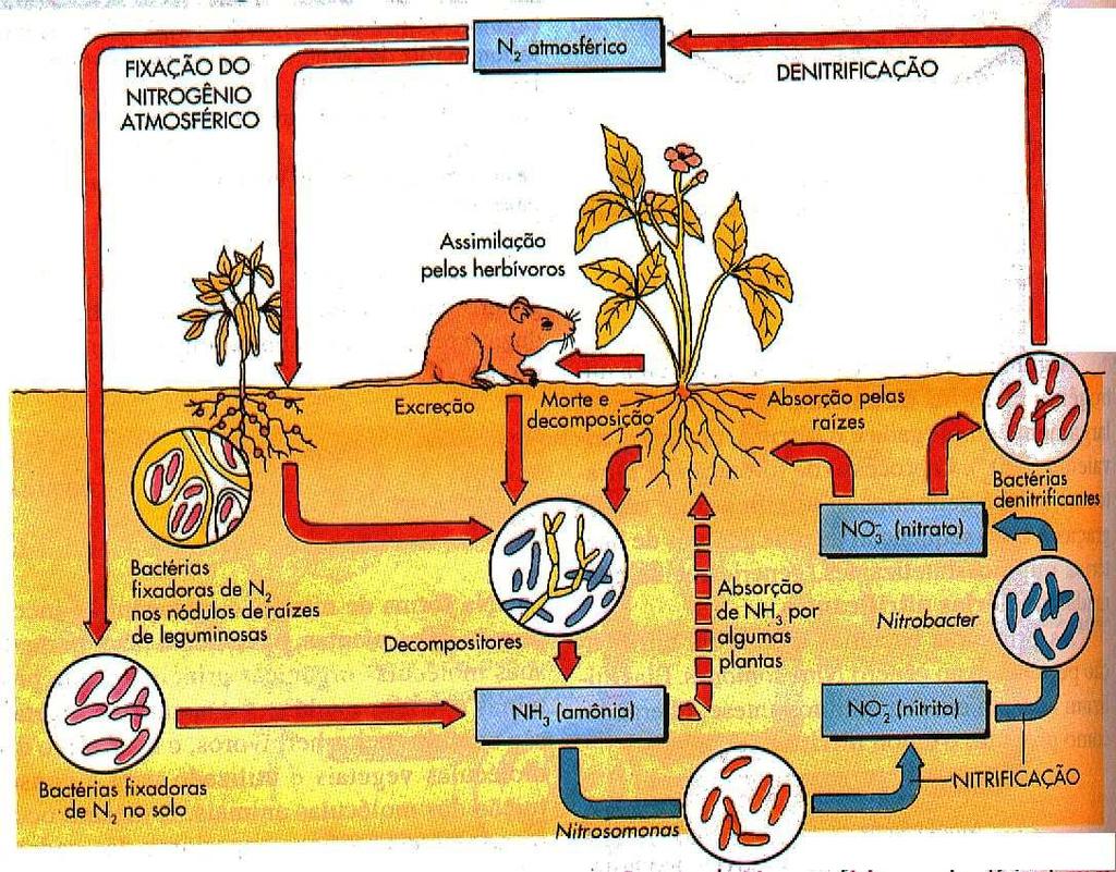 Ciclo do Nitrogênio Fixação: Feita por cianobactérias, bactérias do solo e bactérias Rhizobium, Anabaena.