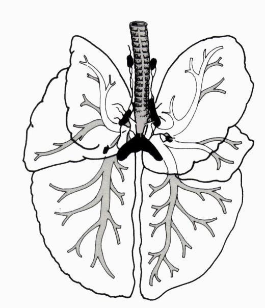 Linfocentro brônquico: localizado ao redor da bifurcação da traquéia. Drena o pulmão.