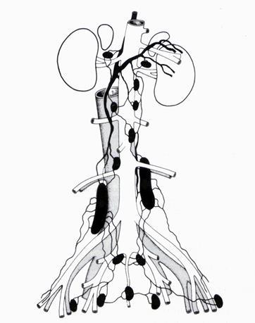 Pelve e membro pélvico Linfonodo poplíteo (palpável): localizado caudal ao joelho.