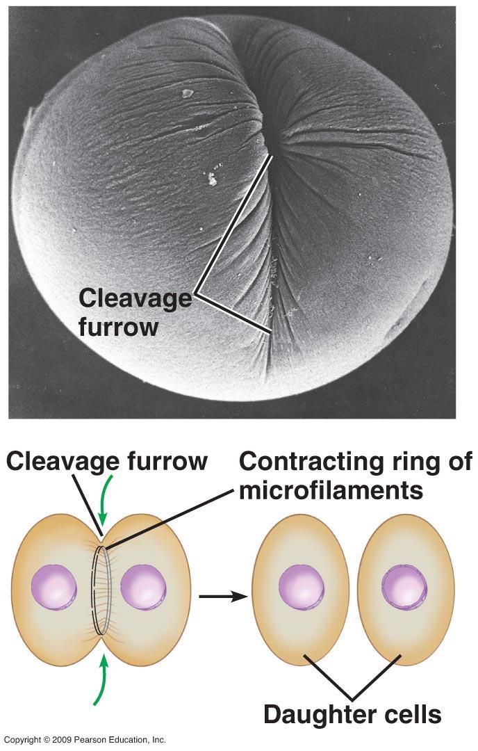 Mitose animal x mitose vegetal Disponível em: