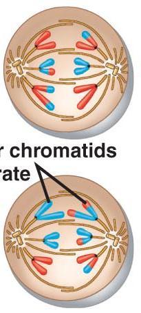 Encurtamento das fibras do fuso Separação das cromátides-irmãs Anáfase II Separação das