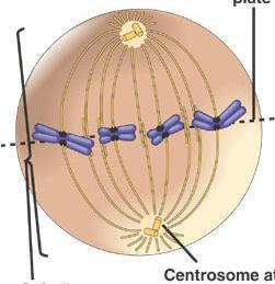 Fibras do fuso ligam aos cromossomos pelo centrômero Metáfase Forma a placa equatorial Máxima condensação dos cromossomos Centríolos