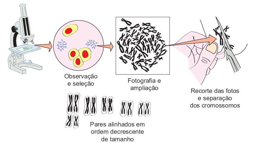 Metáfase Fase do cariótipo Colchicina e vimblastina não forma as fibras do fuso