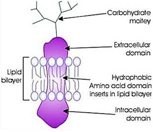 #Conceitos: GLICOPROTEÍNA Glicoproteínas Glicosaminoglicano