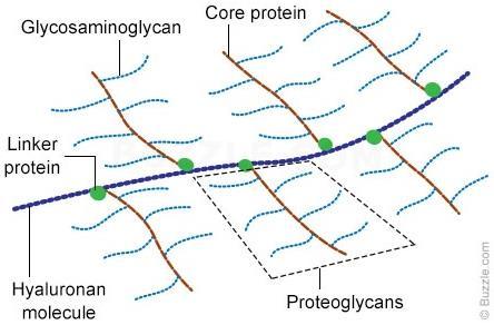 Proteína com cadeias polissacarídicas especializadas ligadas
