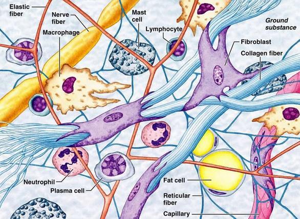 Frouxo ou Areolar Denso Reticular Muitas