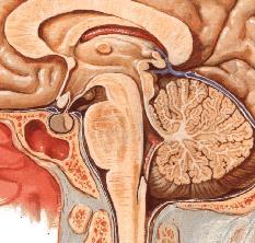 Tronco Encefálico * Abertura posterior do IV ventrículo -forame posterior (de Magendie) Teto do IV ventrículo -véu medular