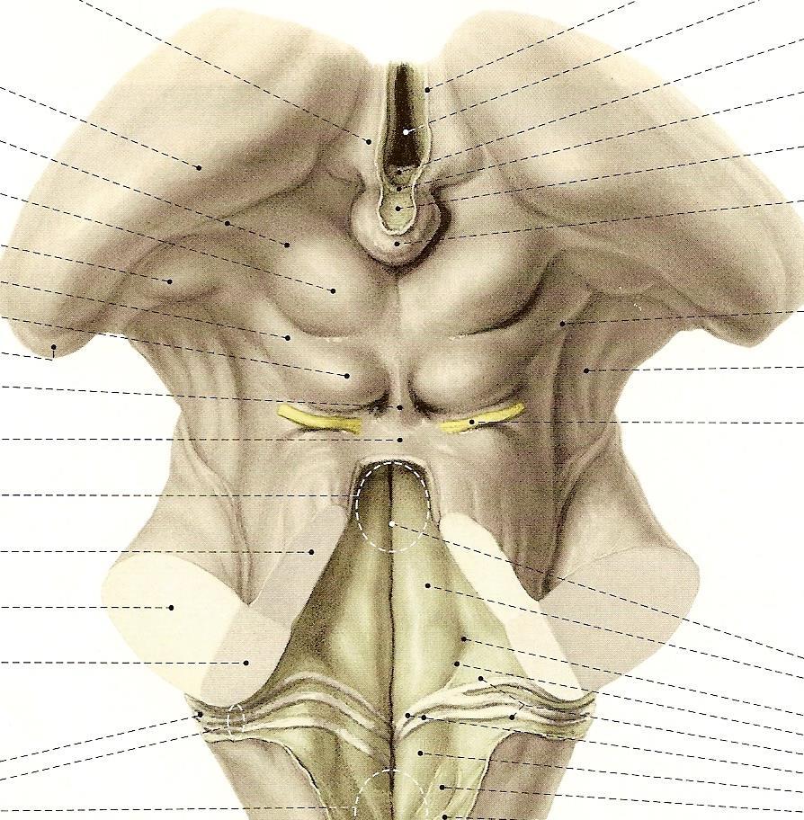 Tronco Encefálico Mesencéfalo (face posterior) -lâmina quadrigêmea ou tecto