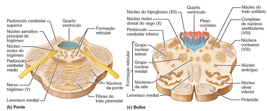 Formação reticular Matriz complexa de neurônios Centros respiratório e cardiovascular (bulbo) Tratos