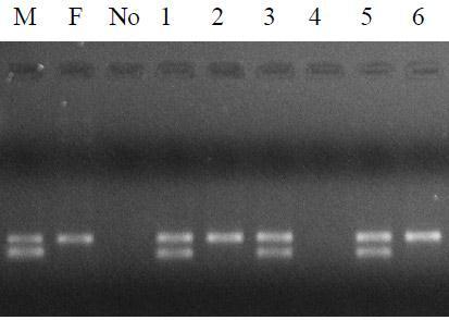 4ª Etapa: Visualização por eletroforese M = Controle positivo com DNA de macho bovino F = Controle positivo com DNA de fêmea