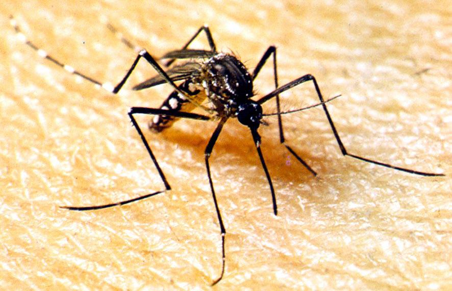 Durante a semana, a Equipe Municipal de Combate ao Aedes aegypti realizou limpeza em vários locais da cidade, intensificação em avenidas e prédios públicos e onde houver denúncias; continuará fazendo