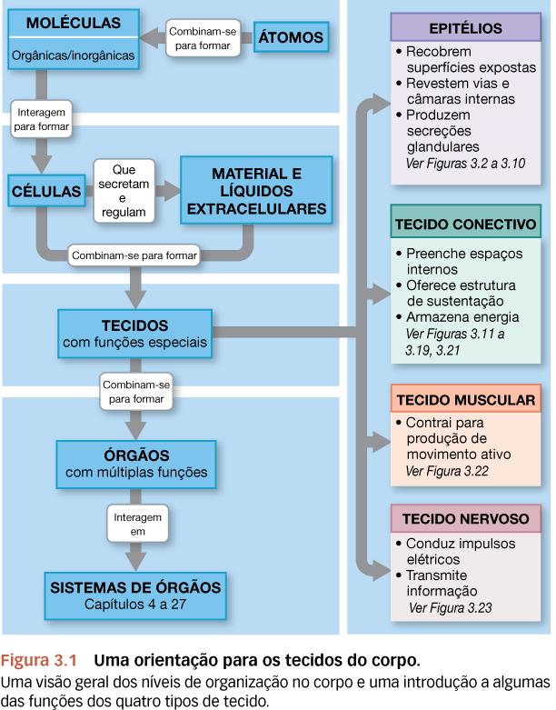 Anatomia