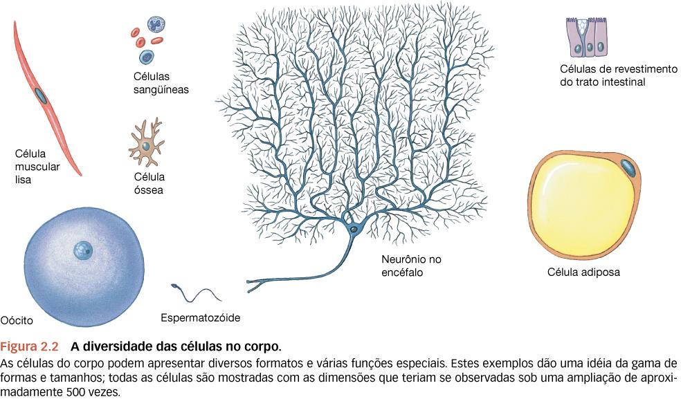 Anatomia Humana Marini,