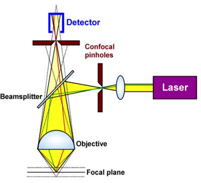 Microscopia de luz Campo Claro Luz Polarizada