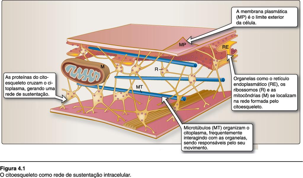 Citoesqueleto: rede estrutural, servindo de arcabouço que define formato da célula e
