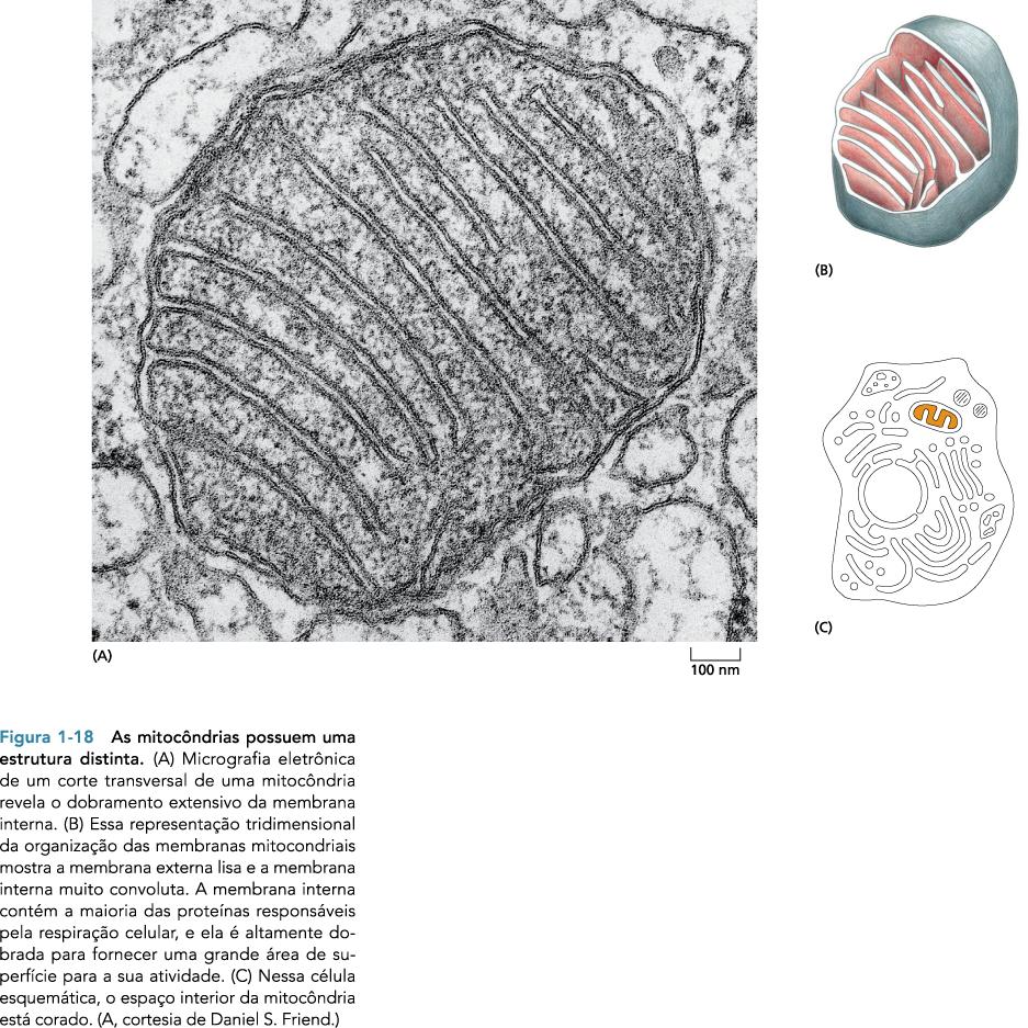 Mitocôndrias Presentes em todas as células eucariódcas; Forma pode variar; Envolvida por duas membranas separadas; Contém seu próprio DNA e