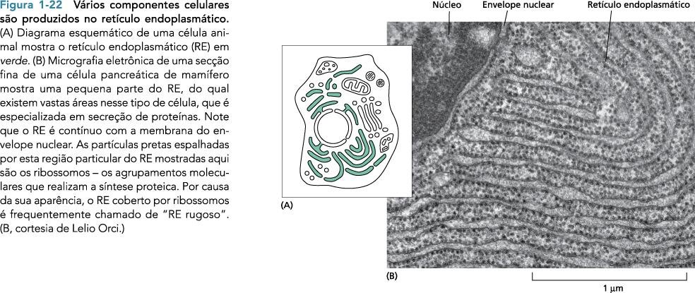 ComparGmentos intracelulares com diferentes funções Reoculo endoplasmágco (RE) um labirinto irregular de espaços interconectados envolvido por