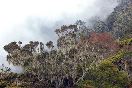 P6 IMPACTO AMBIENTAL O manejo florestal deve