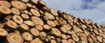 Por que consumir madeira certificada?