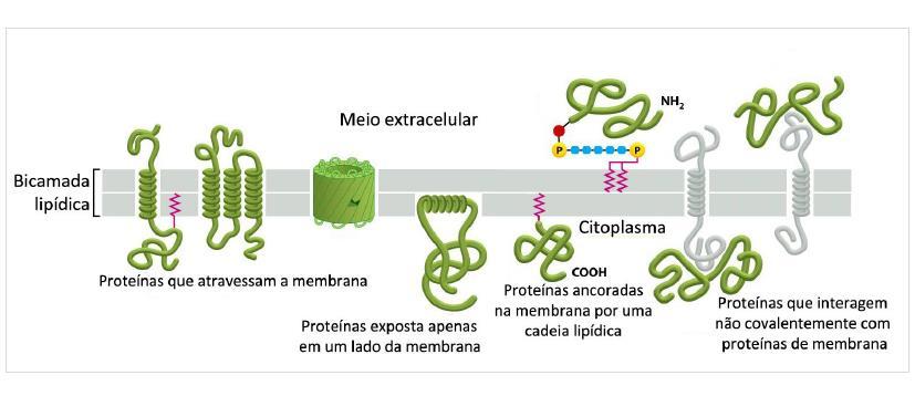 PROTEÍNAS