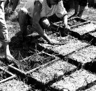 Questão Confecção tradicional de blocos de adobe, nos quais as fibras vegetais reforçam a massa cuja resistência surge mediante a secagem por energia solar.