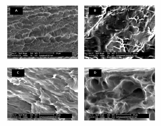 Figura 1 Microscopia eletrônica de varredura das fraturas dos filmes de gelatina (A), (B), (C) e (D) reticulados, após intumescimento e liofilização.