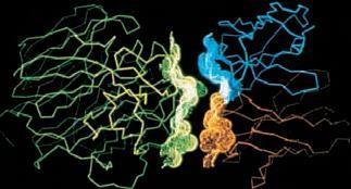 Antígeno - Anticorpo Antígeno: molécula que se une de maneira específica a um anticorpo Epítopo: sítios de