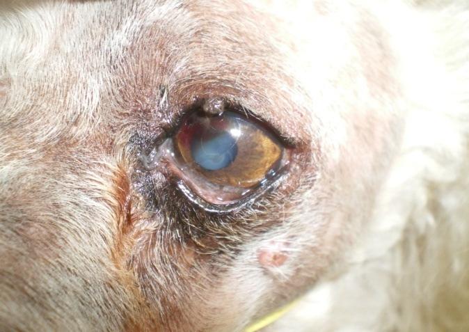 B: Epitelioma sebáceo em pálpebra inferior de cão da raça Weimaraner. Nota-se processo inflamatório corneal, com edema e formação de vasos, devido à irritação causada pelo tumor.