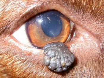 36 Figura 03 Melanoma intraocular em cão da raça Yorkshire. Nota-se a neovascularização e melanose na córnea, decorrente de processo inflamatório crônico, causado pela presença da neoplasia.
