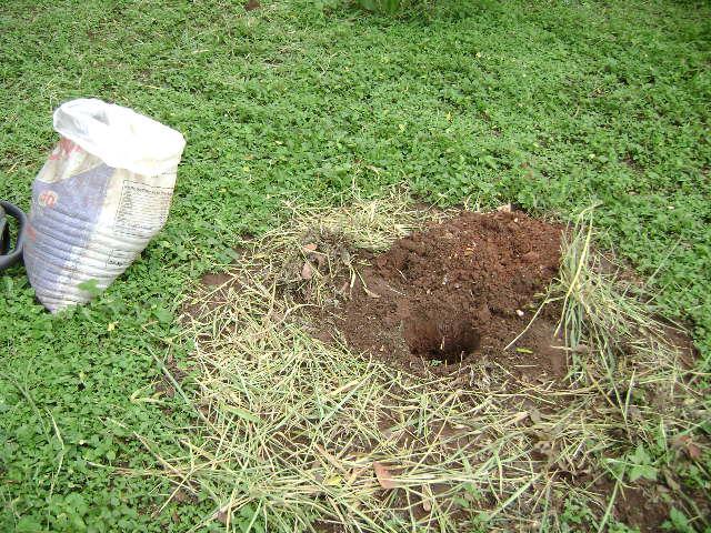 As covas foram todas adubadas com húmus produzidos na própria fazenda, o qual tinha a finalidade de nutrir o solo e garantir um bom desenvolvimento da planta.