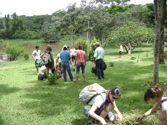 as mudas após o plantio e cobrir o solo exposto em volta da árvore com palha seca.