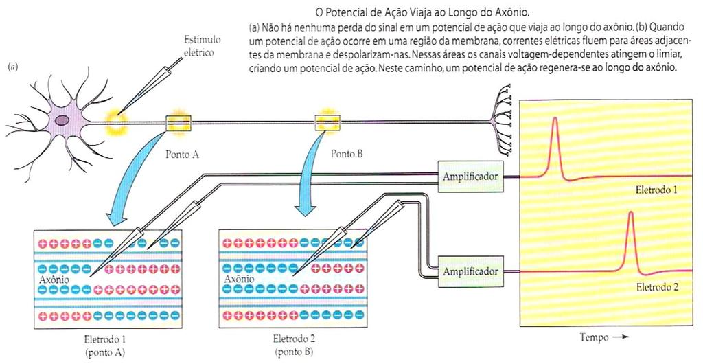 Fonte: Purves et al., Vida A ciência da Biologia. 6a. Ed.