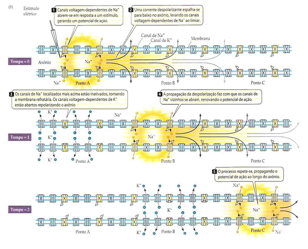 Fonte: Purves et al., Vida A ciência da Biologia. 6a. Ed.