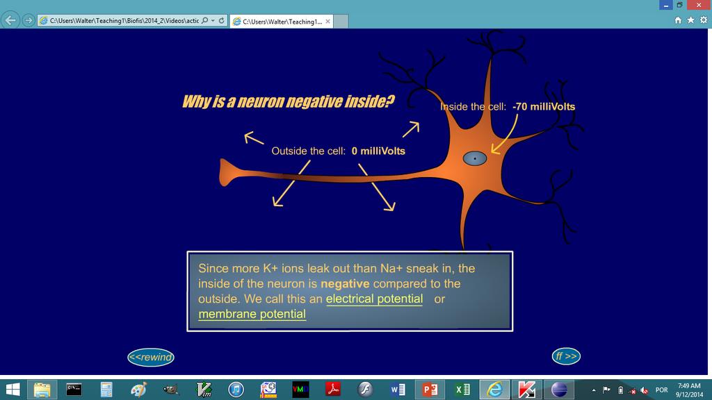 Por que o interior do neurônio é negativo?