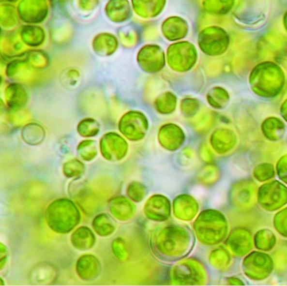 RESULTADOS E DISCUSSÃO Análise da composição de microalgas