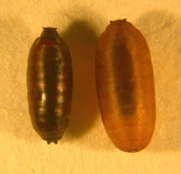 33 Figura 2.1 Pupários de Lonchaeidae (esquerda) e Tephritidae (direita) obtidos a partir de frutos de mirtáceas nativas amostrados em Montenegro e Harmonia, RS. (outubro/2004 a julho/2005).