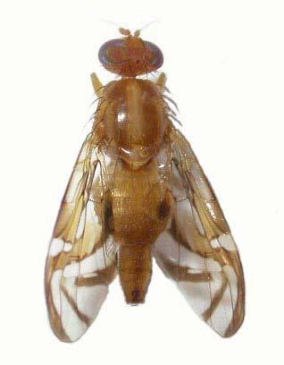 34 Figura 2.2 Fêmea de Anastrepha fraterculus (Diptera: Tephritidae) obtida a partir de frutos de mirtáceas nativas e laranjeira Céu amostrados em Montenegro e Harmonia, RS.