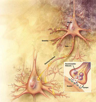 Alterações nos axônios e conexões entre neurônios Alterações em dendritos e sinápses: diminuição progressiva da árvore dendrítica (causada pela atrofia e degeneração de axônios mielínicos =