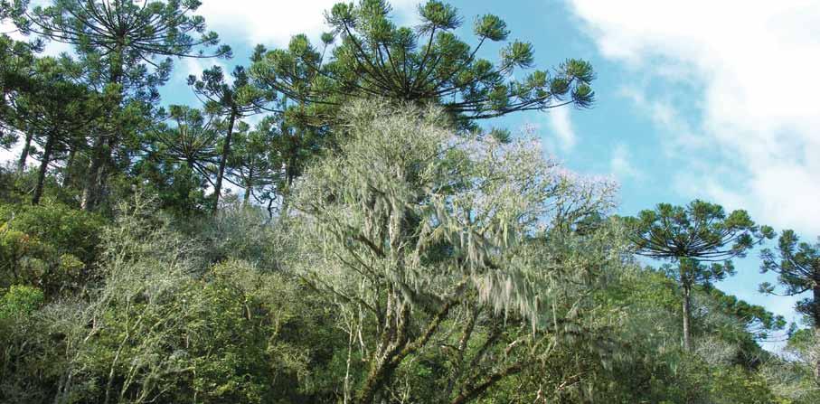 MATA ATLÂNTICA: PATrimônio Nacional dos brasileiros Por que precisamos recuperar a Mata Atlântica?