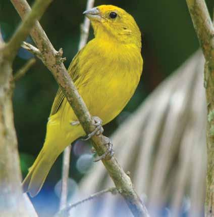 MATA ATLÂNTICA: PATrimônio Nacional dos brasileiros Canário-da-terra (Sicalis flaveola brasiliensis).