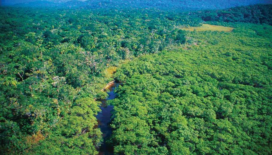 capítulo 1 Por que precisamos recuperar a Mata Atlântica? mais frequentes, a proteção desse conjunto de ecossistemas, que nos prestam serviços gratuitos e constantes, parece obvia.