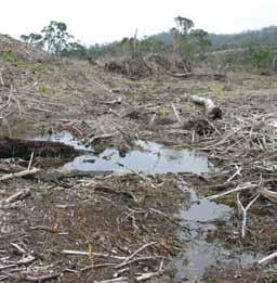 As florestas e demais formas de vegetação nativa nas Áreas de Preservação Permanente protegem as águas e formam corredores ecológicos de fauna e flora.