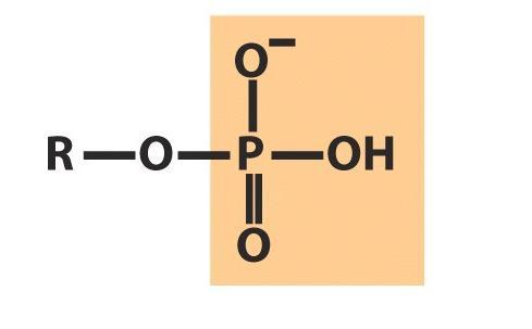 acilfosfato