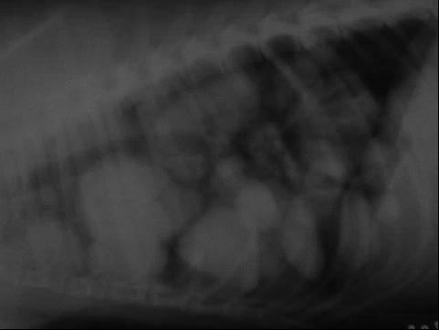 FIGURAS Figura 1: Radiografia da porção torácica, numa