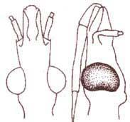 Identificação do hábito alimentar Hematófagos As antenas são inseridas na região lateral da cabeça.