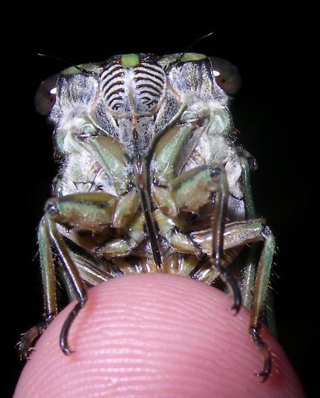 1 Rostro emergindo da parte posterior da cabeça (subordem Auchenorrhyncha) ou rostro emergindo