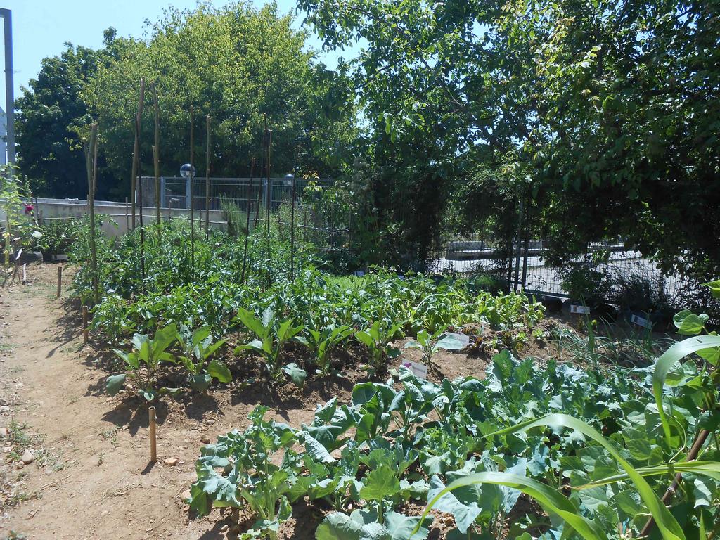 UNHA HORTA ECOLÓXICA NA ESCOLA INFANTIL