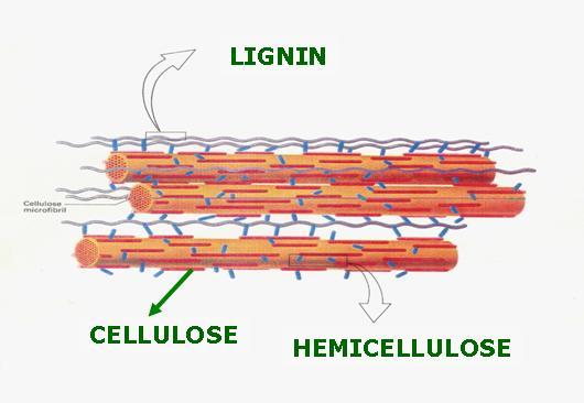 O Complexo Lignocelulósico Composição Básica: CELULOSE (40-60%) HEMICELULOSE (20-40%) LIGNINA (10-25%) CELULOSE: homopolissacarídeo constituído por unidades de GLICOSE [ -(1 4)-D-glucopiranose].